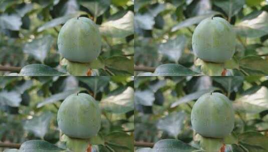 未成熟的柿子高清在线视频素材下载