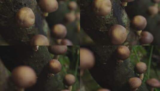 农业产品香菇高清在线视频素材下载