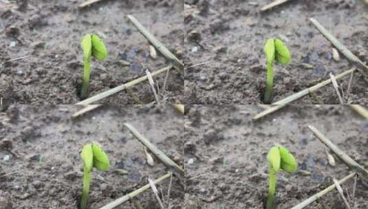 发芽的豆子植物高清在线视频素材下载