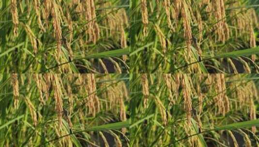 一只蜻蜓立于水稻上高清在线视频素材下载