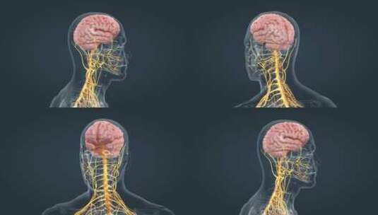 医学人体器官大脑神经系统全息特效三维动画高清在线视频素材下载