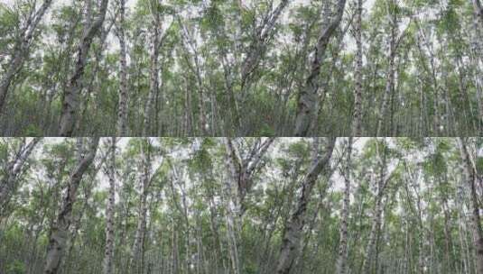 白桦林 白桦树高清在线视频素材下载