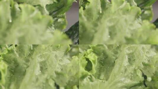 【正版素材】灰背景生菜特写高清在线视频素材下载