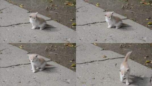 独自行走的小猫高清在线视频素材下载