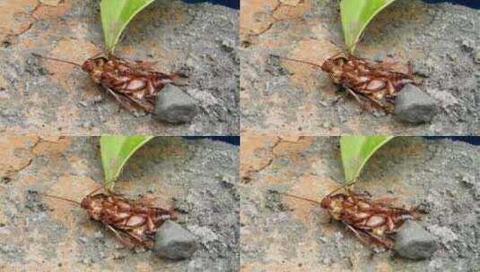 蚂蚁群在搬动昆虫尸-体高清在线视频素材下载