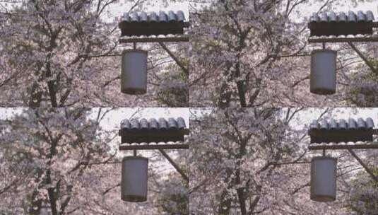 武汉春天花季东湖樱花园盛开的樱花高清在线视频素材下载