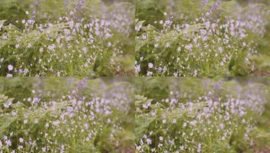乡村生长的蓝铃草和蕨类植物高清在线视频素材下载