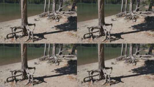 珍妮湖的树根景观高清在线视频素材下载