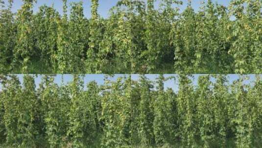啤酒花种植园高清在线视频素材下载
