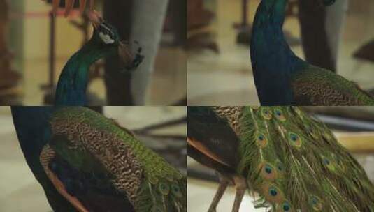 蓝孔雀绿孔雀标本模型高清在线视频素材下载