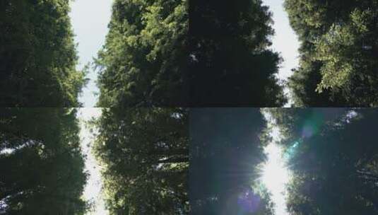 水杉林里的阳光光晕高清在线视频素材下载