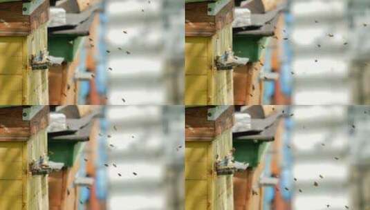 蜜蜂回家高清在线视频素材下载