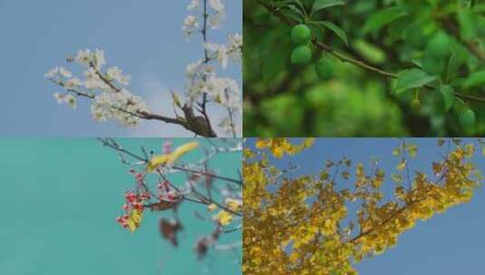 春夏秋冬四季植物近景特写合集高清在线视频素材下载