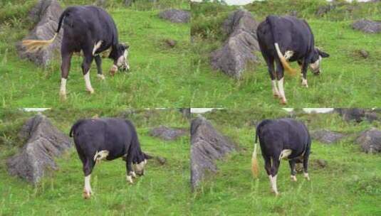 高原牧场奶牛吃草高清在线视频素材下载