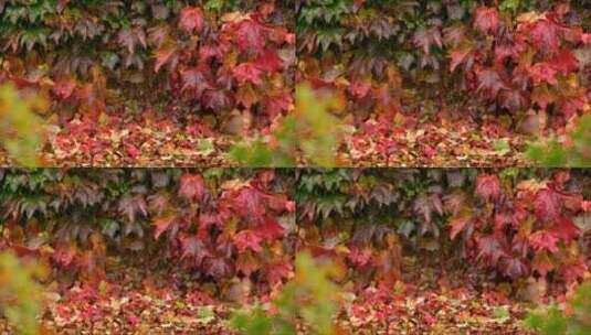 藤蔓的叶子高清在线视频素材下载
