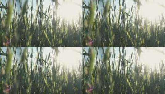 阳光透过高高的绿草高清在线视频素材下载