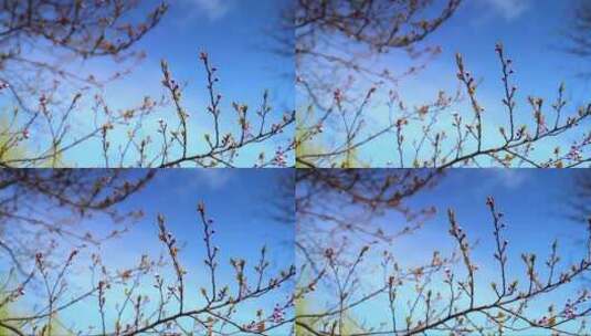 树枝上的花苞 (2)高清在线视频素材下载