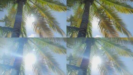 棕榈树间的阳光高清在线视频素材下载