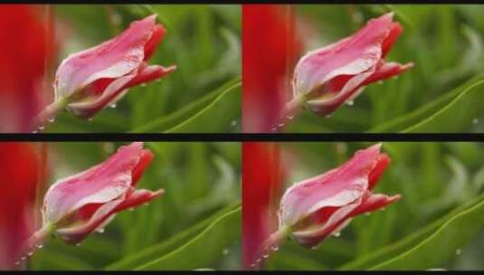 郁金香花卉种植园高清在线视频素材下载