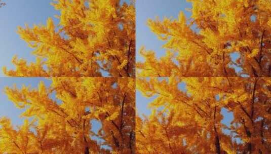 百年银杏巨树高清在线视频素材下载