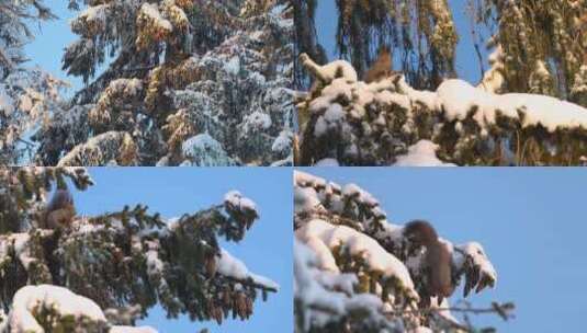 松鼠冬季大雪松树上摘松果觅食过冬高清在线视频素材下载