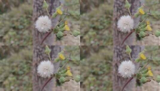 植物种子高清在线视频素材下载