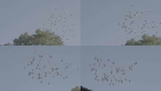 飞翔的鸽子 白鸽 白鸽转场高清在线视频素材下载