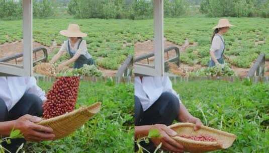 花生丰收高清在线视频素材下载