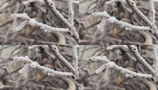 霜降下霜雾松植物高清在线视频素材下载