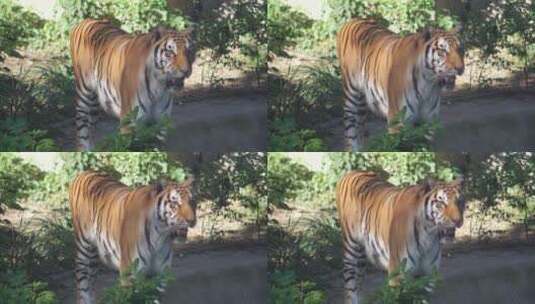 东北虎动物园高清在线视频素材下载