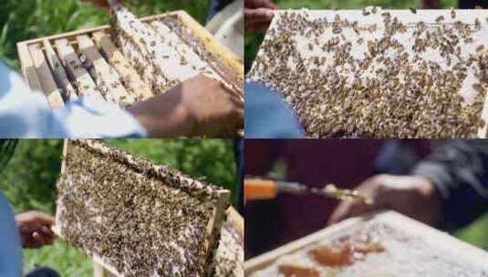 蜜蜂蜂蜜高清在线视频素材下载