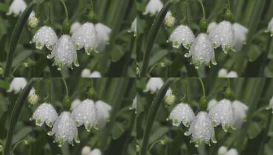 雨后的花朵充满露珠高清在线视频素材下载