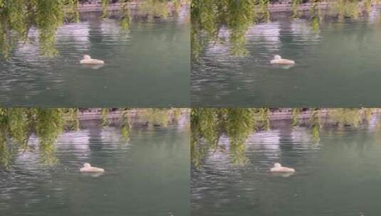 济南泉水旁垂柳下，小鸭子水中游泳高清在线视频素材下载