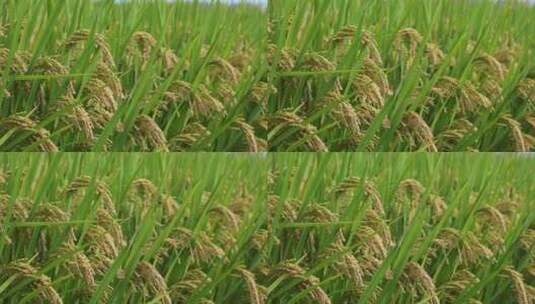 稻田里的稻穗特写高清在线视频素材下载