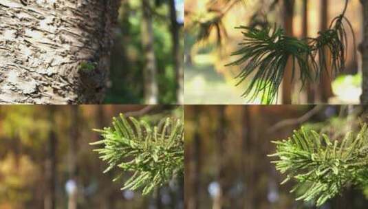 广州天河华南植物园树木阳光树叶杉树叶高清在线视频素材下载