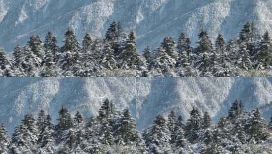 航拍湖北神农架原始森林群山冬季雪景雪松高清在线视频素材下载