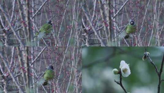 鸟吃花朵高清在线视频素材下载