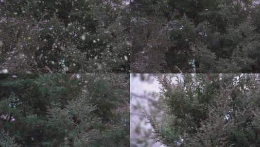 雪松 松树高清在线视频素材下载