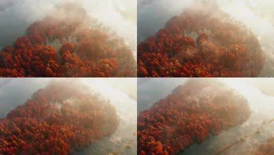 安徽皖南阳光云雾下的落羽红杉林高清在线视频素材下载