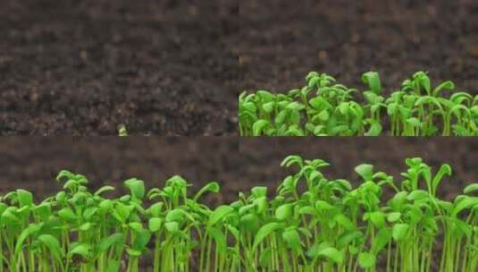 生长植物发芽高清在线视频素材下载