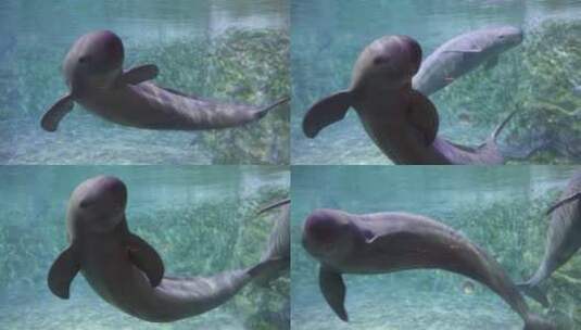 江豚水下打招呼招手可爱动作游动高清在线视频素材下载