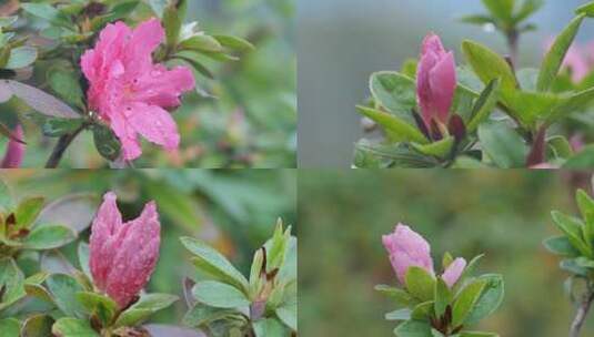 雨天唯美粉红花开高清在线视频素材下载