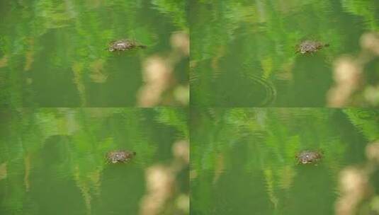 溪流潭水里的乌龟A高清在线视频素材下载