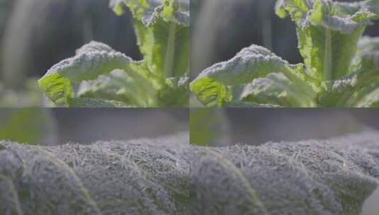 霜降菜叶上的冰晶在阳光照射下闪闪发光高清在线视频素材下载