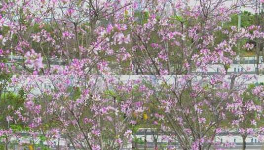 柳州紫荆花2023年多镜头高清在线视频素材下载