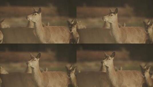鹿的特写镜头高清在线视频素材下载
