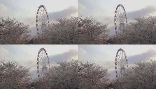 （8K）上海顾村公园樱花摩天轮意境实拍高清在线视频素材下载