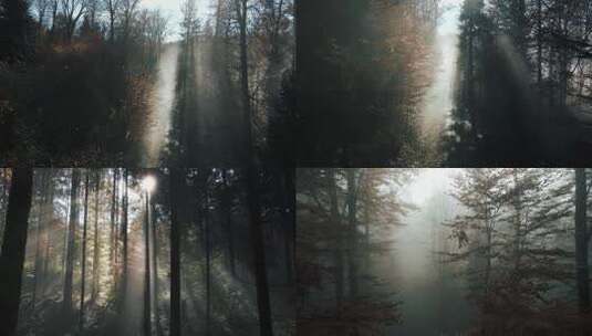 森林阳光光线迷雾森林太阳穿过森林云雾高清在线视频素材下载