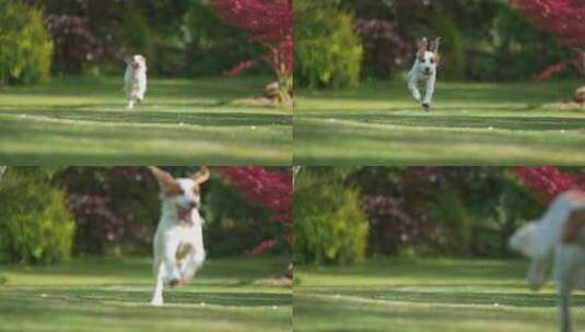 草地上奔跑的狗狗高清在线视频素材下载
