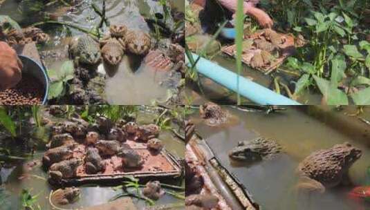 池塘养殖牛蛙投喂饲料高清在线视频素材下载